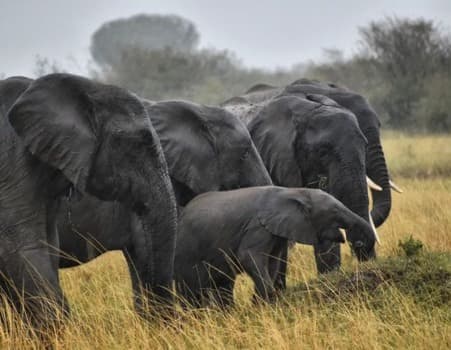 Amboseli National Park