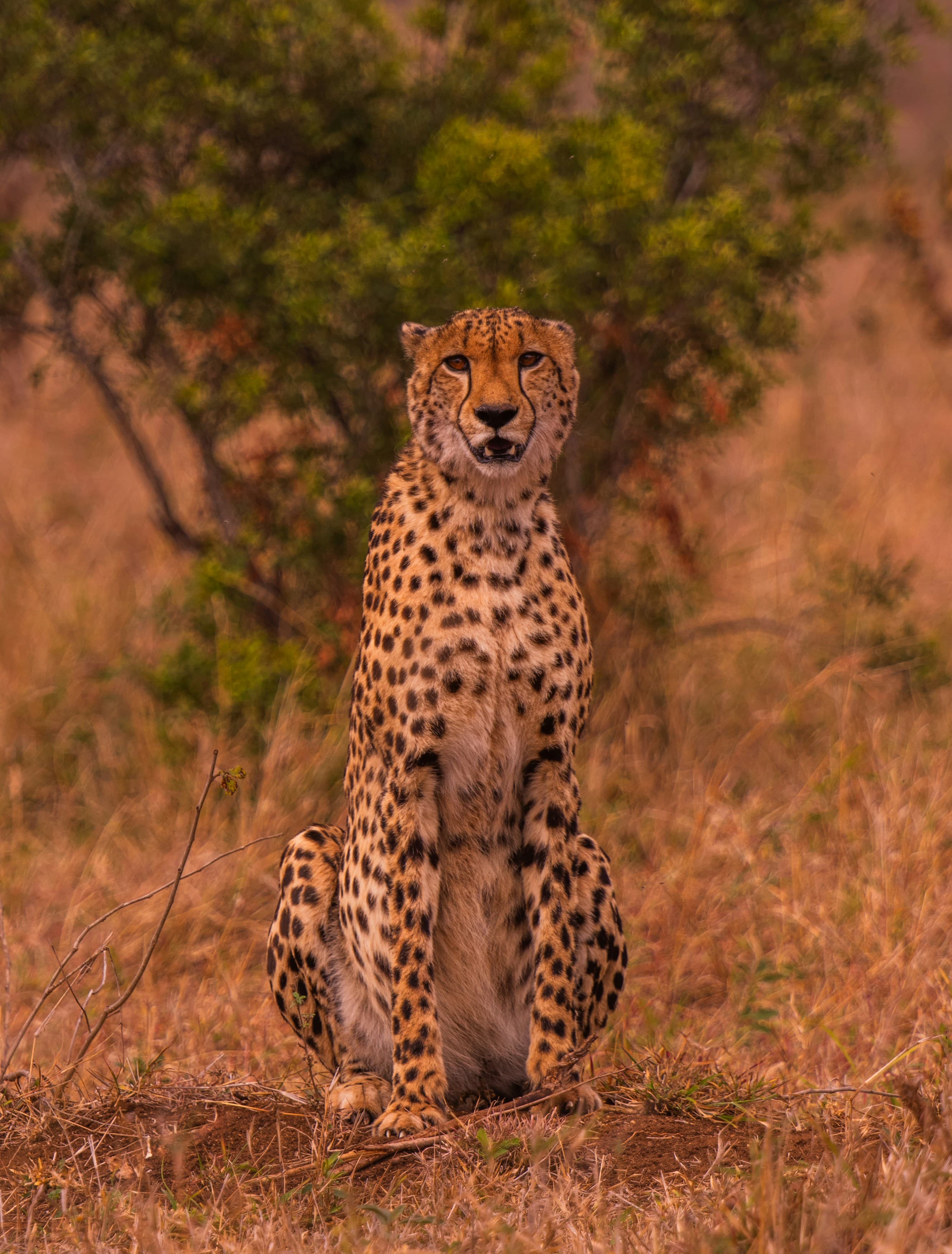 Leopard in Tree