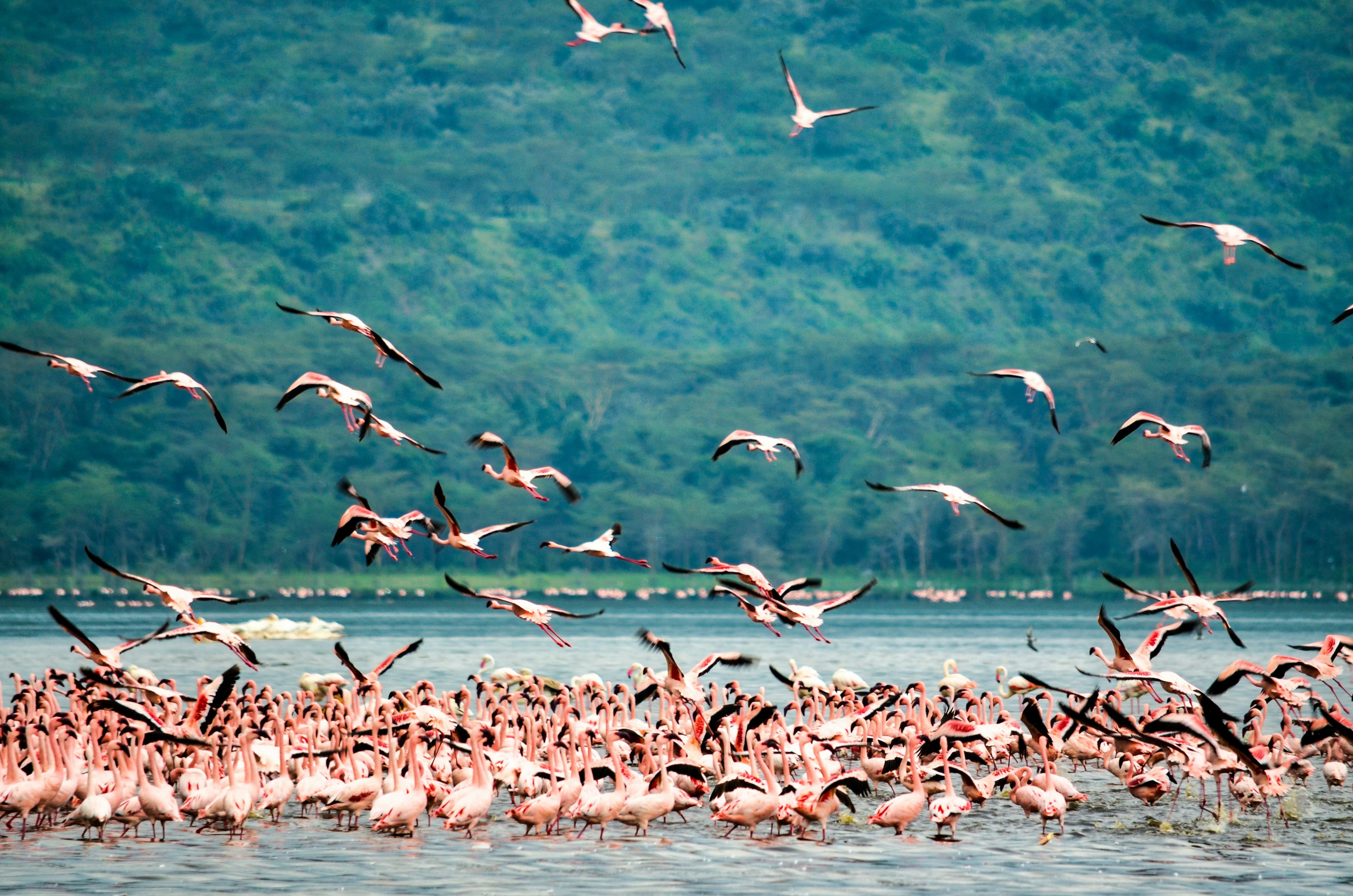 Birding Paradise Safari