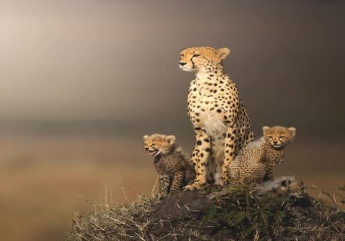Cheetah on Hill