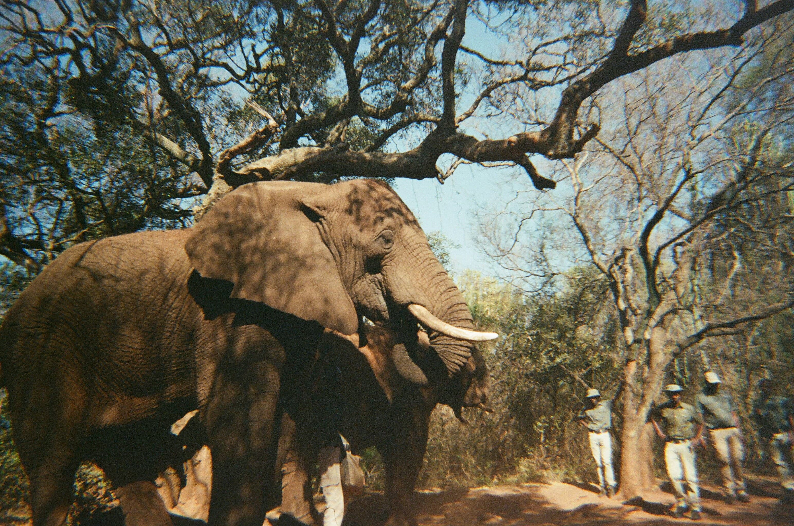 The Future of Safari: Sustainable Tourism in a Changing Climate