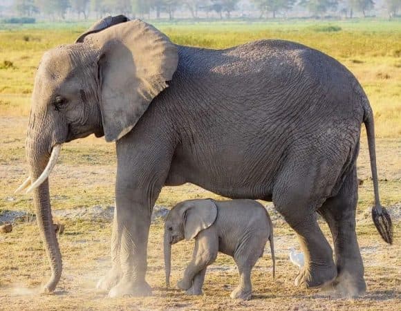 Gentle Giants