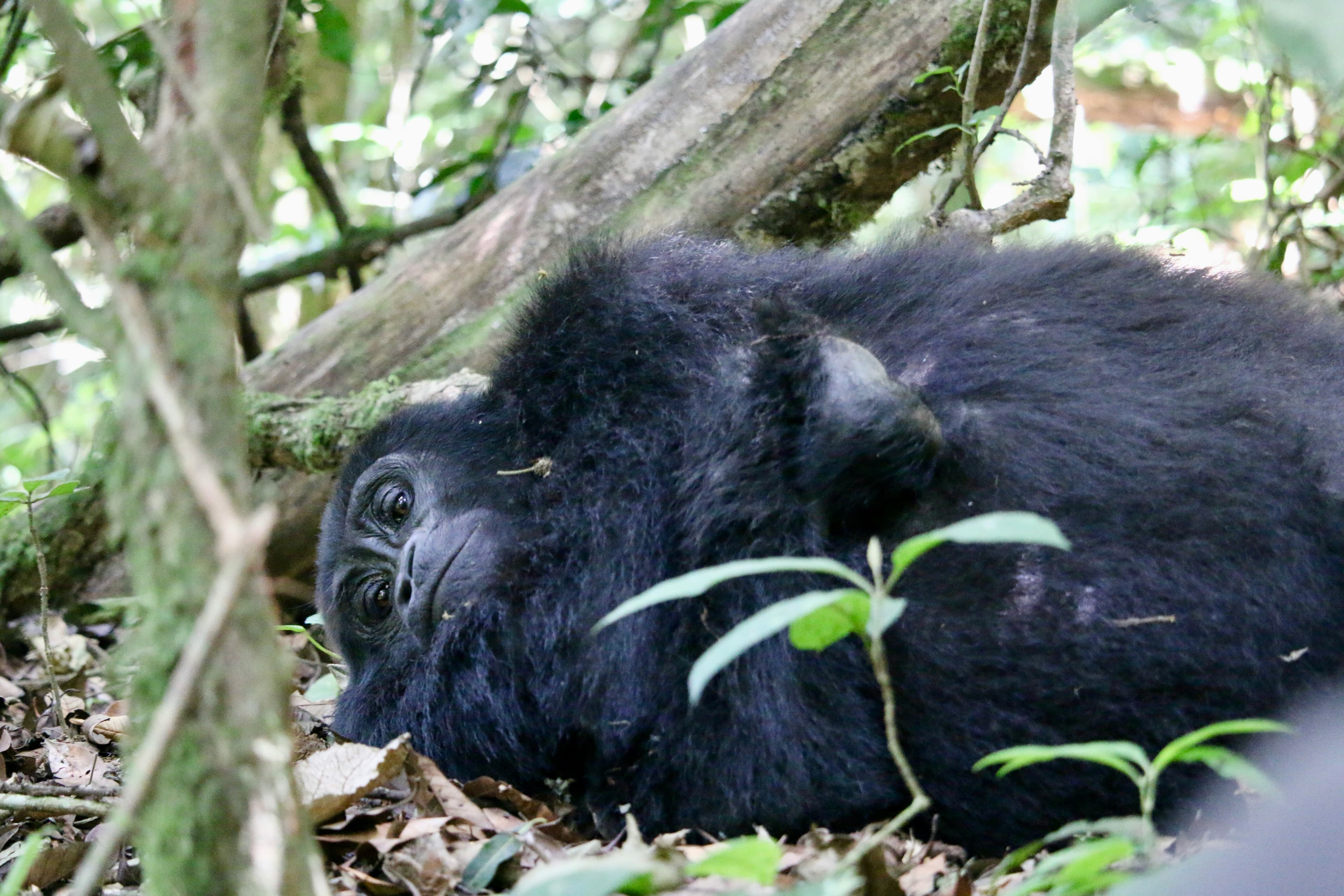 Mountain Gorilla Trek