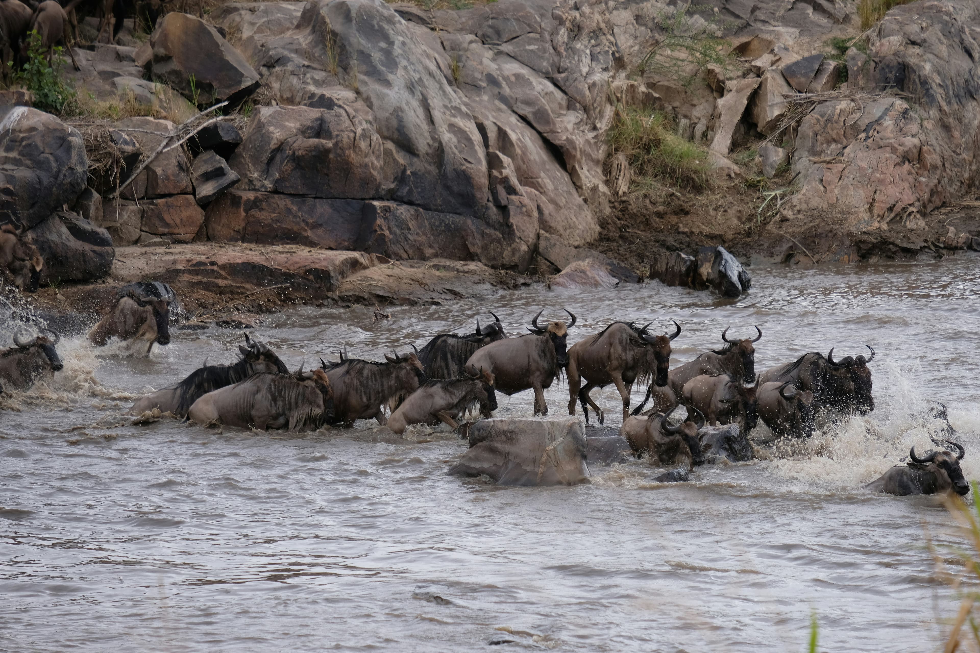 Great Migration Camp