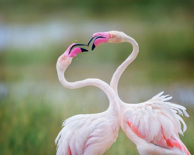 Pink Flamingo Dance