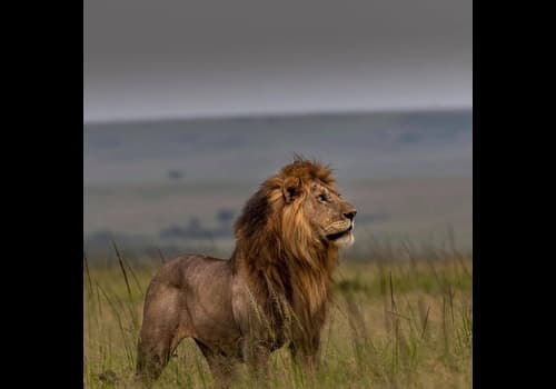Majestic Lion