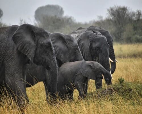 Tsavo East National Park