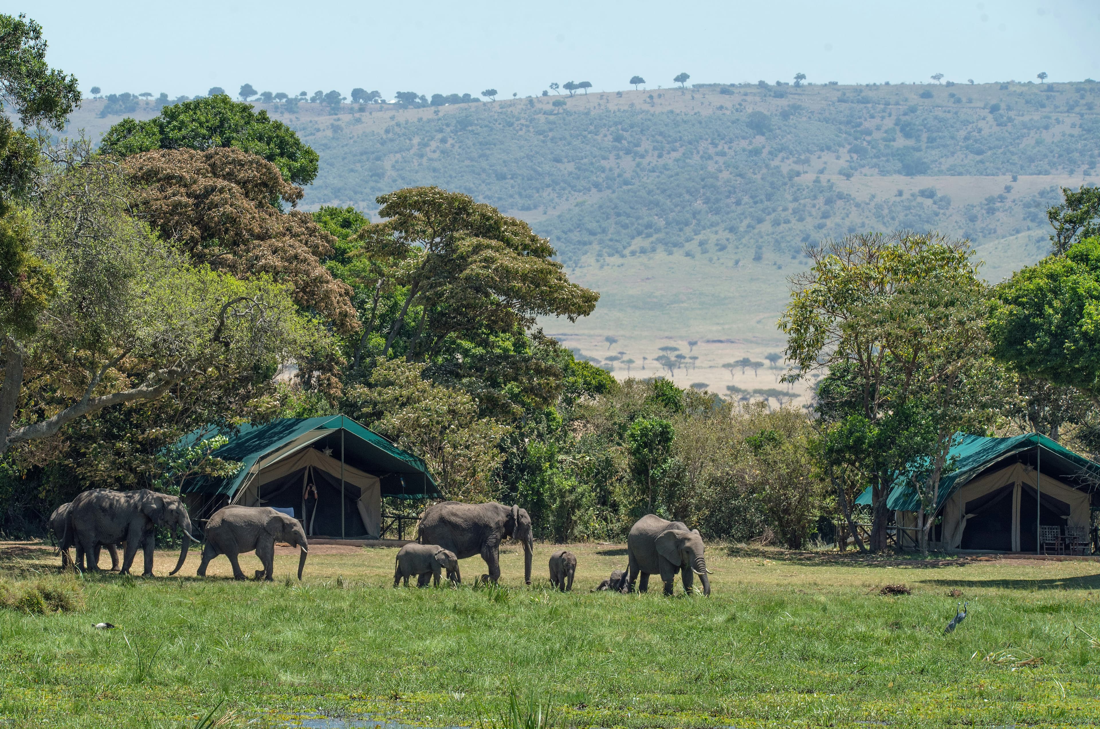 Presidential Safari Experience