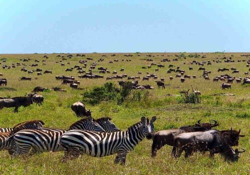 Wildlife Action