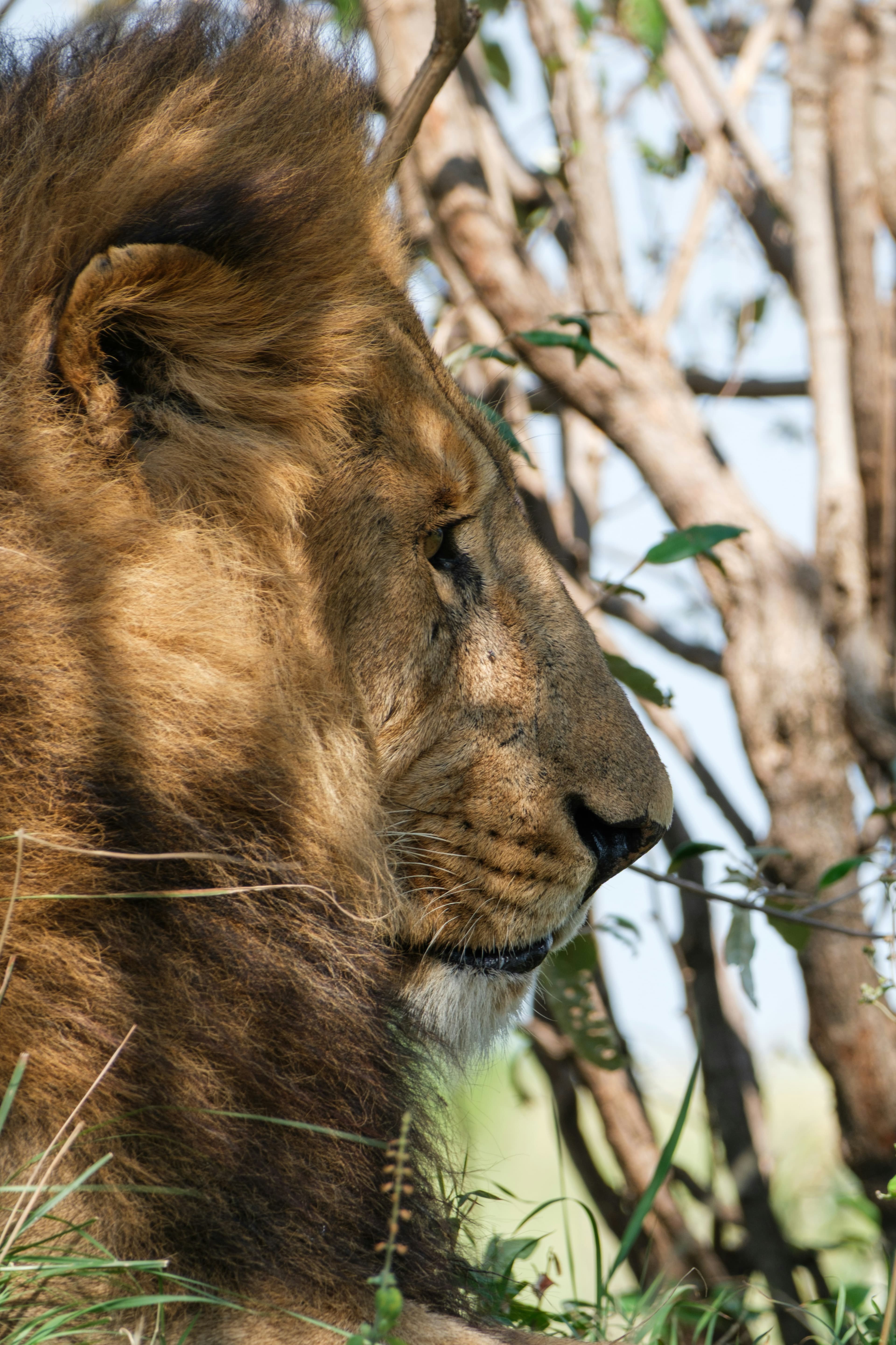 The Big Five